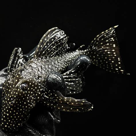 Predatory Fins Fish Store 的图像结果