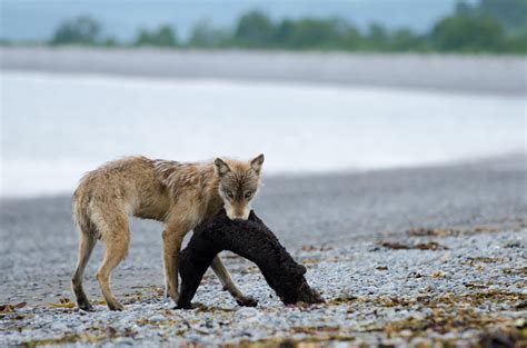 Wolf Stalking Prey