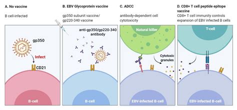 Prophylactic and Therapeutic EBV Vaccines: Major Scientific Obstacles ...