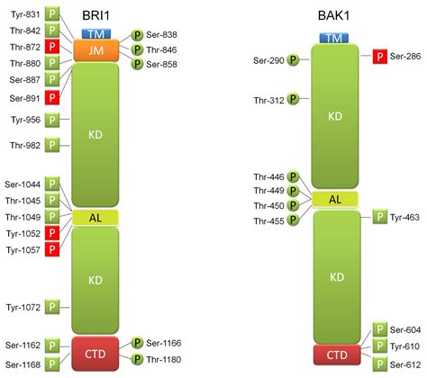 The Brassinosteroid Signaling Pathway—New Key Players and ...