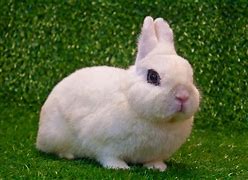 Image result for Dwarf Hotot Rabbit Baby