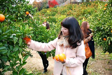 Korankei Autumn-leaves illumination View 1Day Bus Tour from Nagoya ...