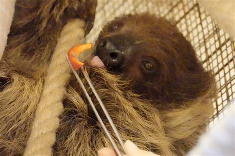 Image result for Linne's Two-Toed Sloth