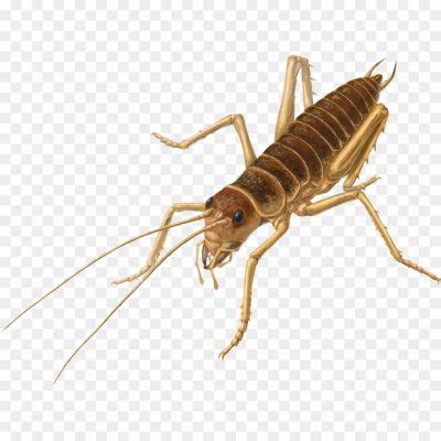 Cricket Insect Transparent Image O8B2B75R - Pngsource