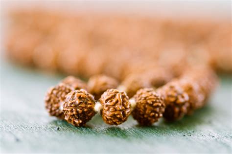 Gauri Shankar Rudraksha Benefits | Shiv Kripa Rudraksha Kerndra – Shiv ...