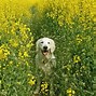 Image result for Spring Dog Picturere