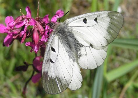 Foto:Anu Tiitsaar, Clouded Apollo Parnassius mnenosyne - Estonian Wildlife Tours