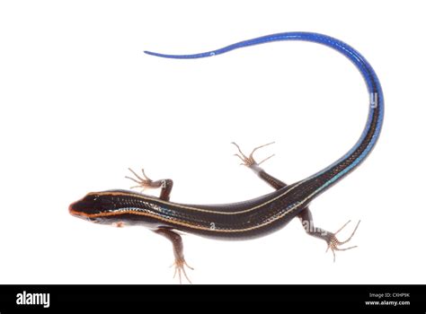 Striped tail lizard Cut Out Stock Images & Pictures - Alamy