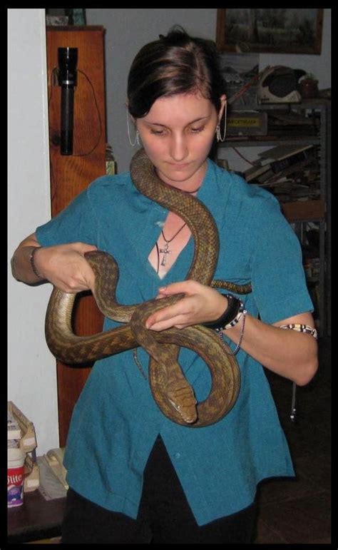 Image result for Biggest Scrub Python