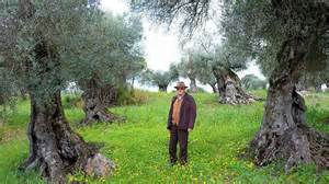 ‘An ecocide’: How olive oil giants are using a mega dam to intensify ...