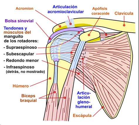 ¿Qué es el manguito de los rotadores?