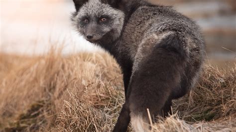 Download wallpaper nature, pose, Fox, tail, Fox, Fox, silver, silver ...