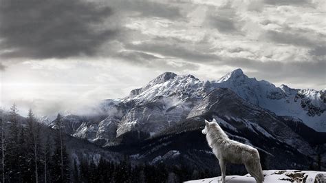 Computer Wolf Wallpapers - Top Free Computer Wolf Backgrounds - WallpaperAccess