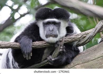 Image result for Zootopia Sloth Sad