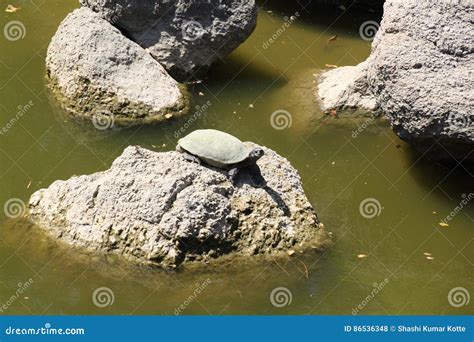 Image result for Round Shell Turtle