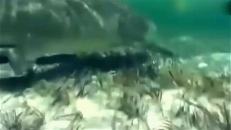 水下实拍鲨鱼的繁殖过程！_腾讯视频