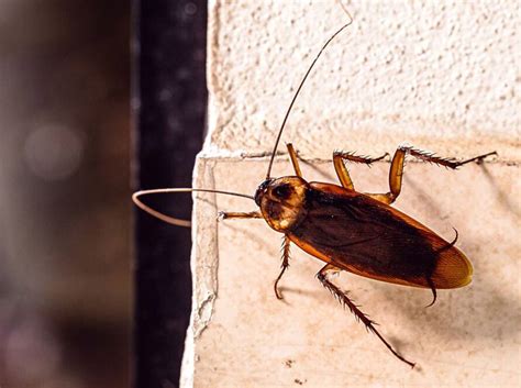 Enjambre de abejas: Todo lo que necesitas saber - Control de Plagas D3