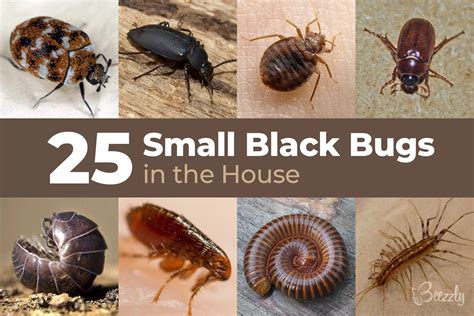 25+ Small Black Bugs In the House | With Pictures 2022 - Beezzly ...