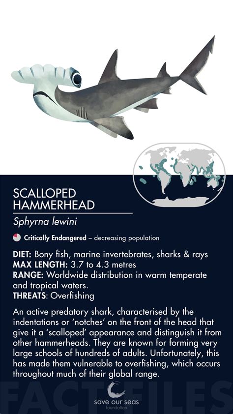 scalloped hammerhead shark - Save Our Seas Foundation