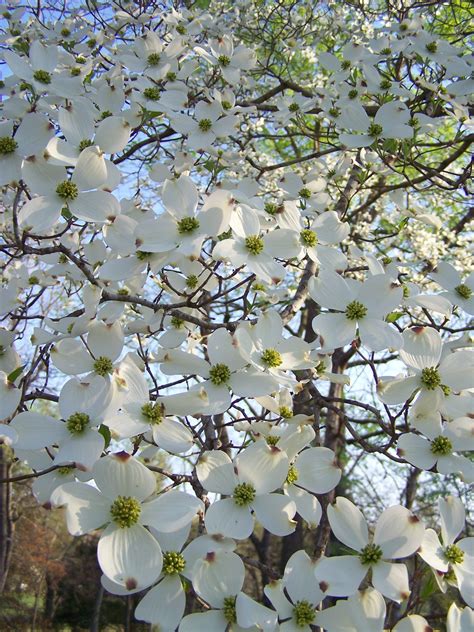 virginia state flower dogwood - Tianna Corrigan