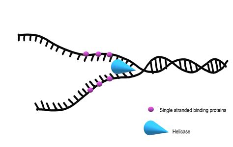 5.4 DNA Replication – Biology: A Human Approach