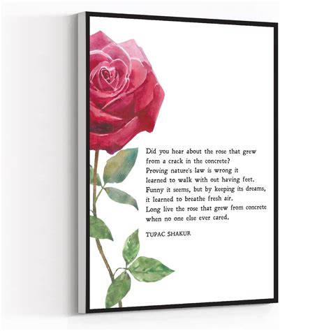 The Rose That Grew From Concrete Drawings