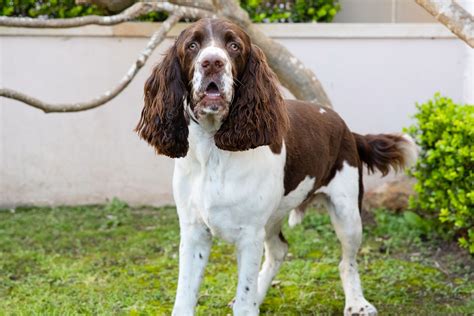 Most Popular English Dog at Rosemary Henry blog