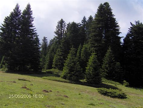 Ağaç Resimleri (3. Katalog) - Sayfa 18