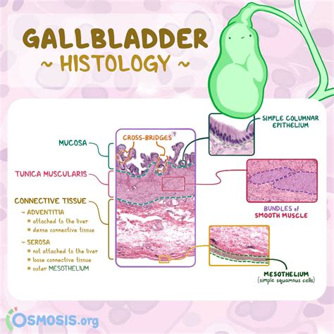 Layers Of Gallbladder