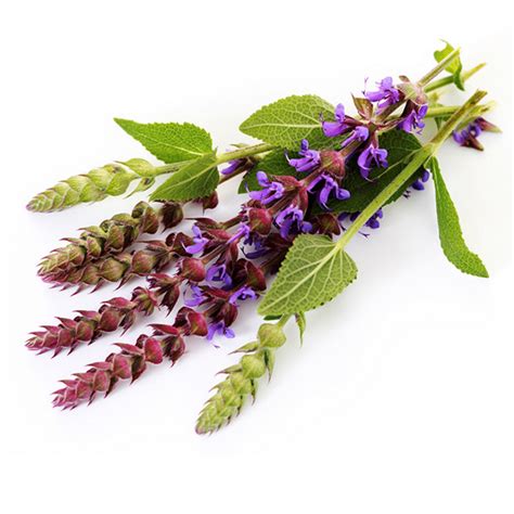 Шалфей лекарственный (Sālvia officinālis) в Питомнике Вашутино