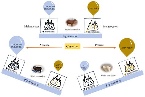 Identification and Expression Patterns of Critical Genes Related to ...