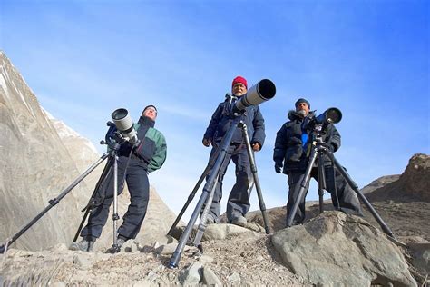 Snow leopards - Mirror Online