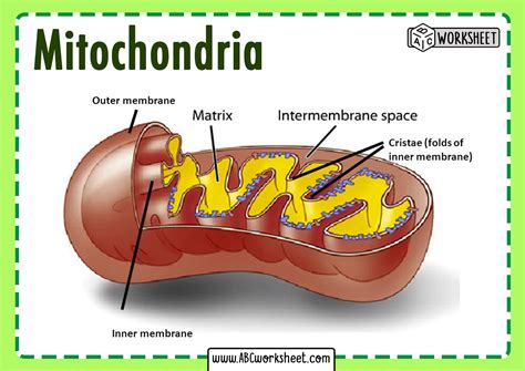 Schematic Depiction Of The Mitochondrial Electron