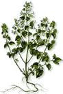 Nepeta hindostana - Herb Information