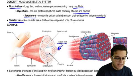 Image result for BioFlix Animation Muscle Structure