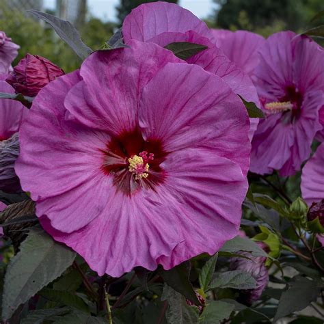 Greentropical Rare Hybrid Hibiscus/Gudhal flower live plant (Grafted ...