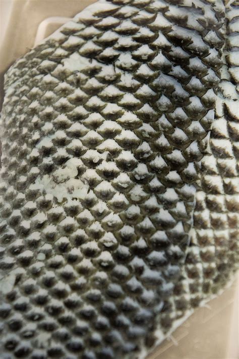 How a mountain lion injured by CA wildfire shows that fish skin could ...