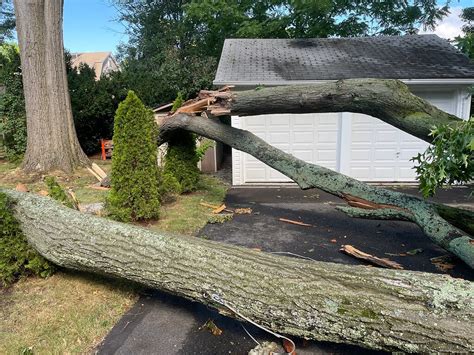 Image result for Tree Explosion