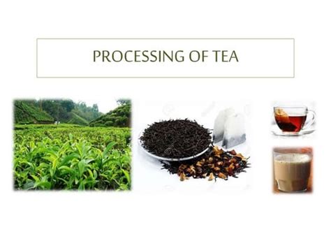 Image result for Tea Processing Steps