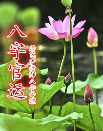 四柱八字命局分析详解,不同的算命喜用神不一样|五行|谢咏|命格_新浪新闻