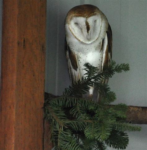 LuAnn Kessi: Chintimini Wildlife Rehabilitation Center