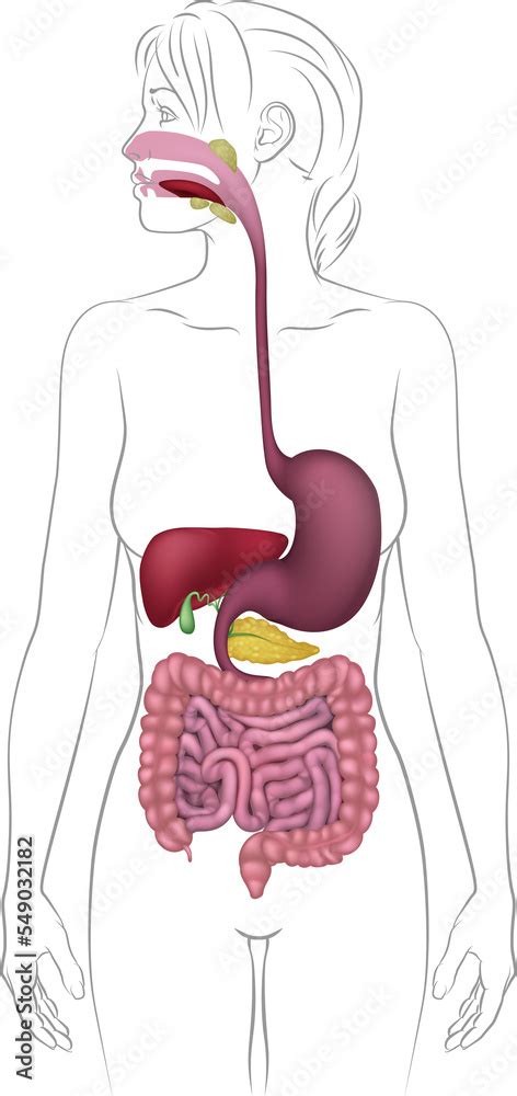 Digestive System Woman 的图像结果