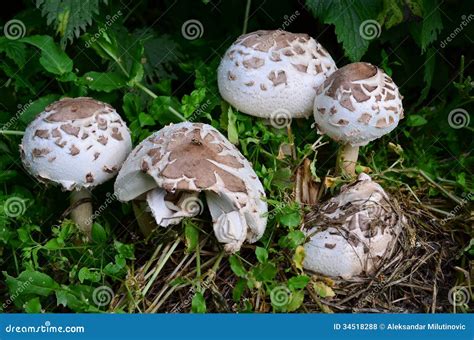 False Parasol mushroom stock photo. Image of compost - 34518288