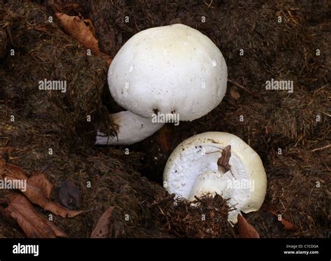 Horse Mushroom, Agaricus arvensis, Agaricaceae. Growing in a Pile of ...