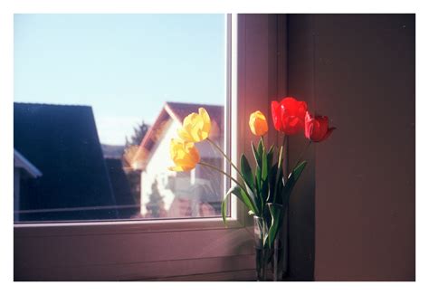 (shot on film) How can I add "blooming" to a digital photo? : r ...