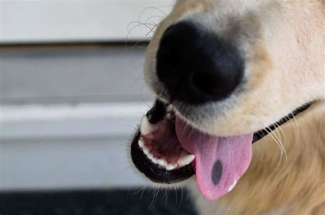 Is Black Spot On Dog Tongue Harmless Or It Can Be Dangerous?