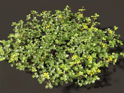 3D Model Oxalis Corniculata - Creeping Woodsorrel - TurboSquid 2126632