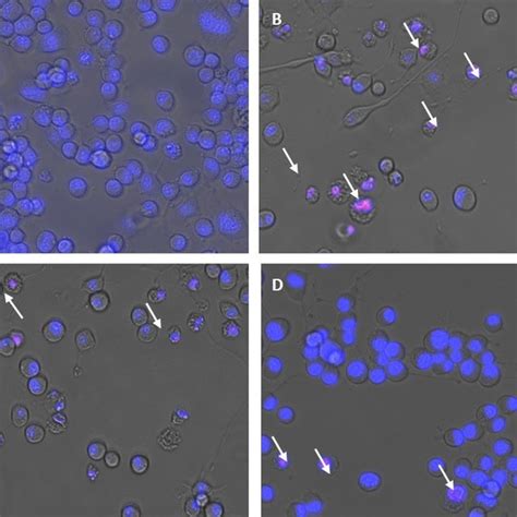 H2O2 Apoptosis 的图像结果