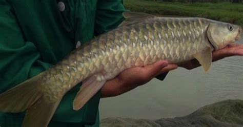 How Bhutan is working to save the golden mahaseer