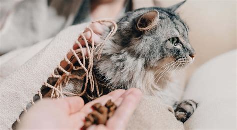 Older Cat Losing Weight: 7 Common Causes & What to Do - RAWZ